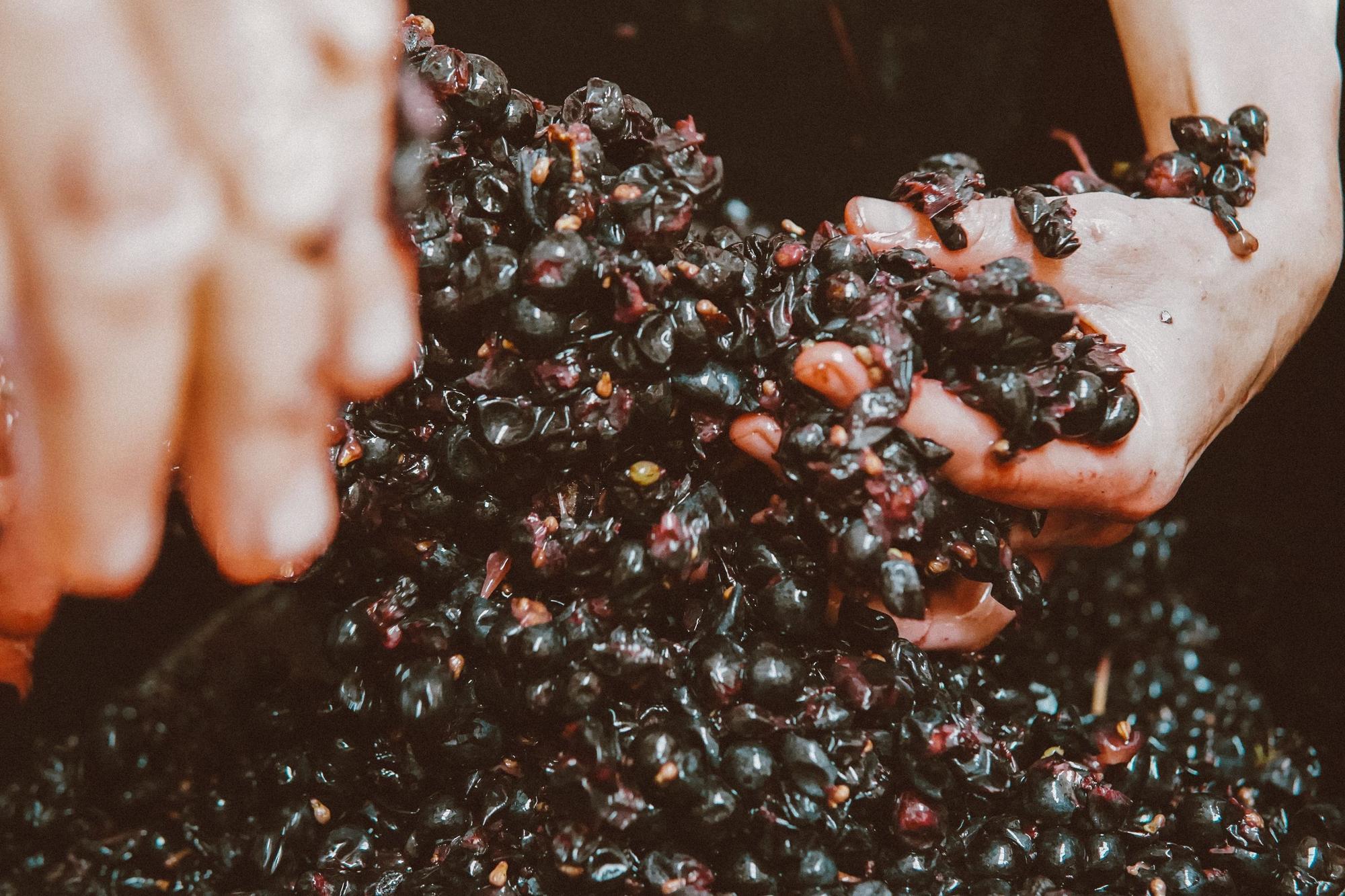 Hands lifting crushed red grapes from a fermenting vat