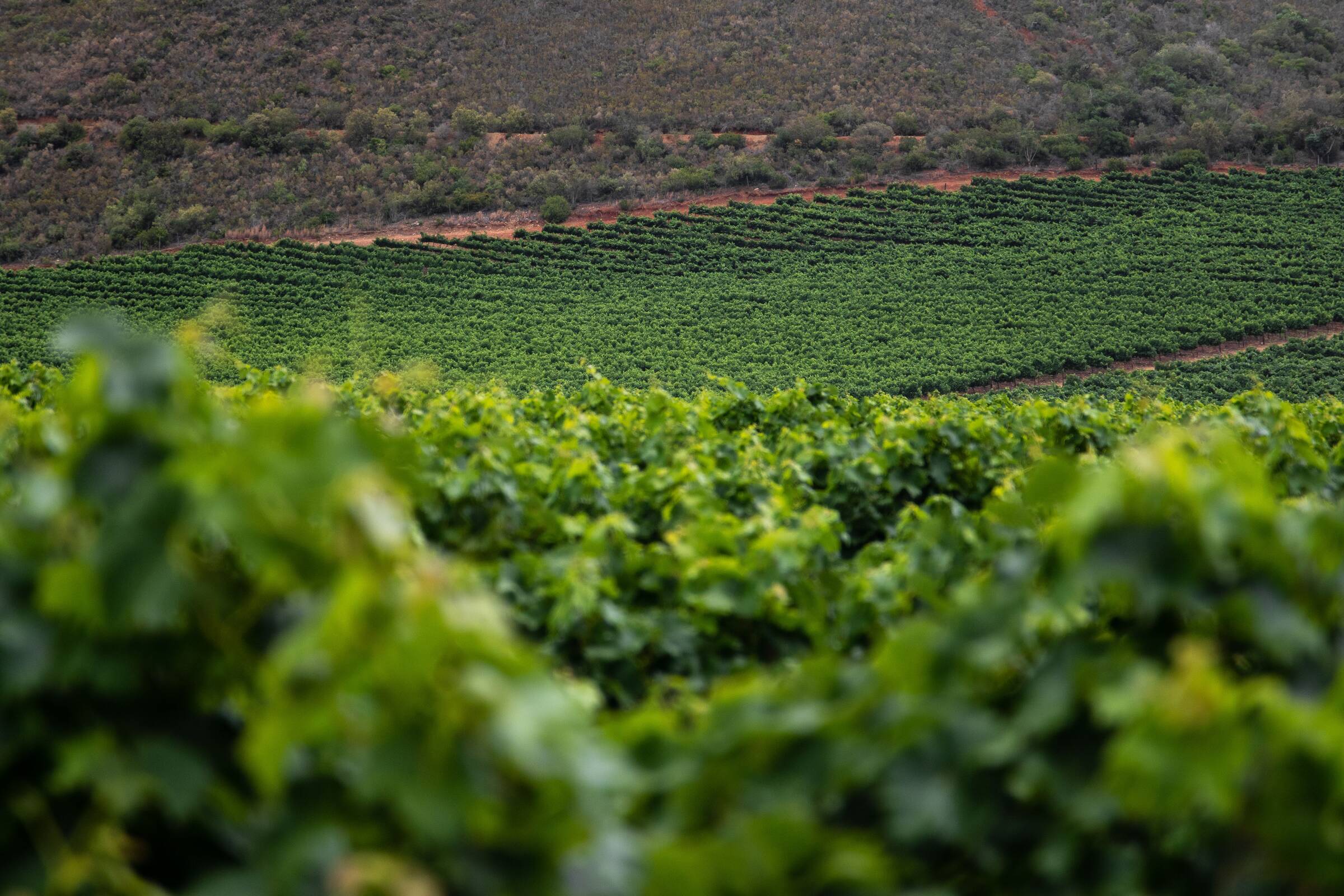 Rangées de vignes sur une colline